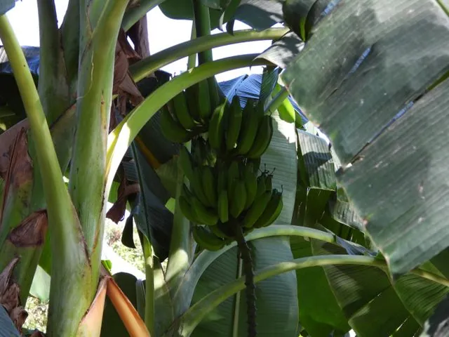 Foto de Musa ×paradisiaca L.