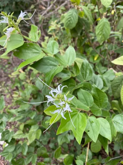 Foto de Bauhinia divaricata L.