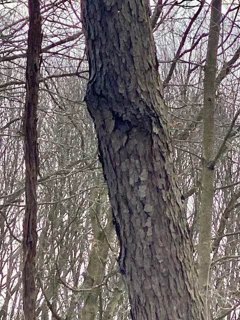 Foto de Prunus serotina Ehrh.