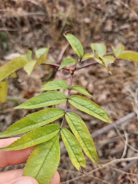 Foto de Sambucus canadensis L.