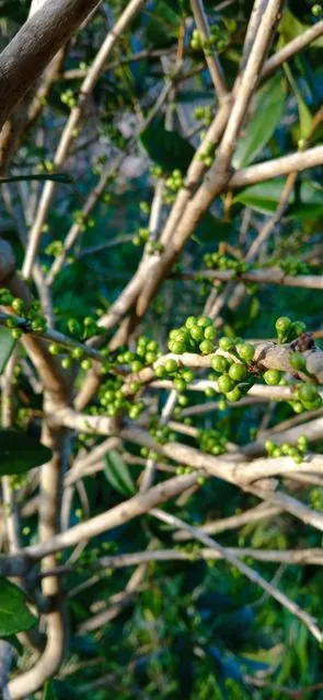 Foto de Coffea arabica L.