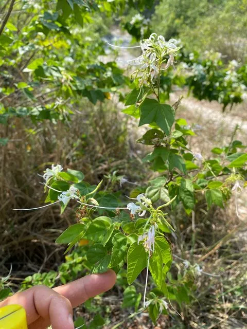Foto de Bauhinia divaricata L.