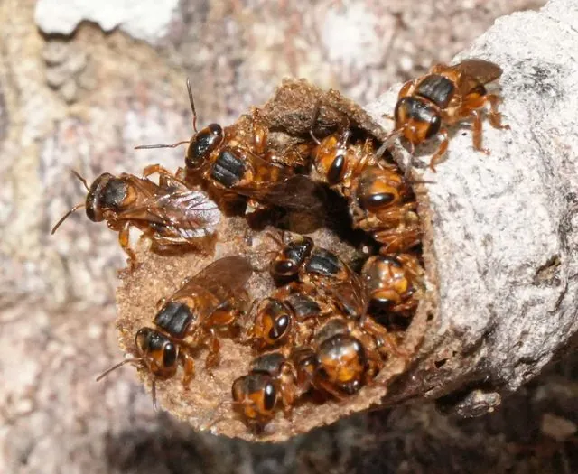 Foto de Scaptotrigona pectoralis (Dalla Torre, 1896)