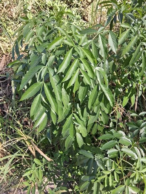 Foto de Sambucus canadensis L.