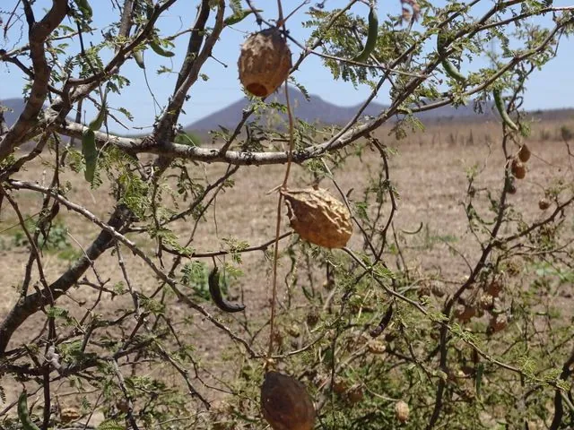 Foto de Luffa operculata (L.) Cogn.