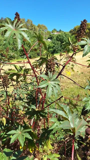 Foto de Ricinus communis L.