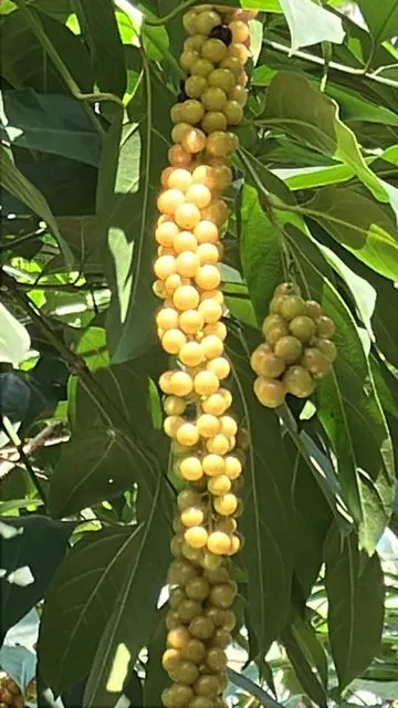 Foto de Citharexylum donnell-smithii Greenm.