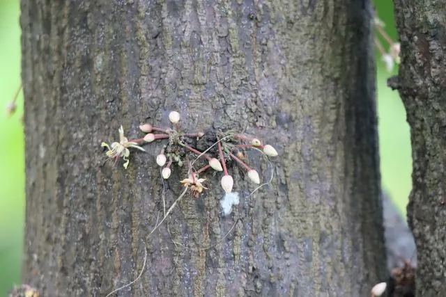 Foto de Theobroma cacao L.