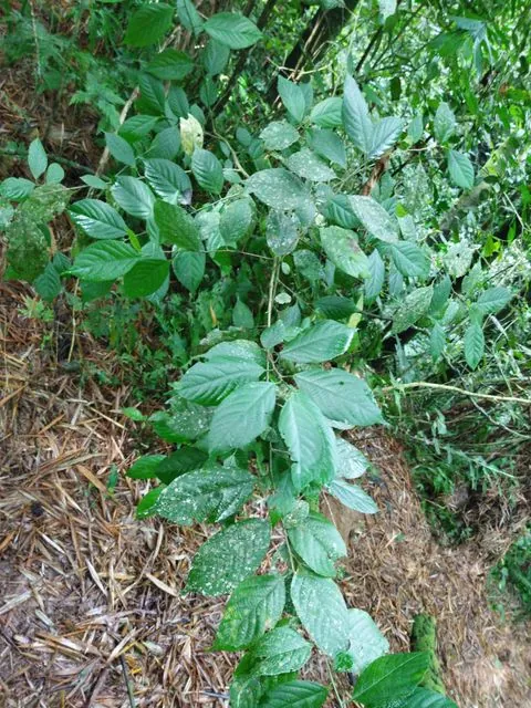 Foto de Acalypha diversifolia Jacq.