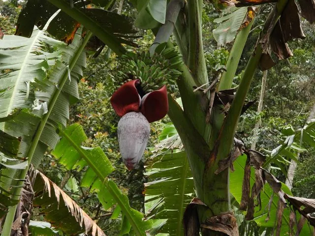 Foto de Musa ×paradisiaca L.