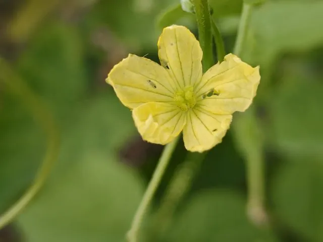 Foto de Luffa operculata (L.) Cogn.