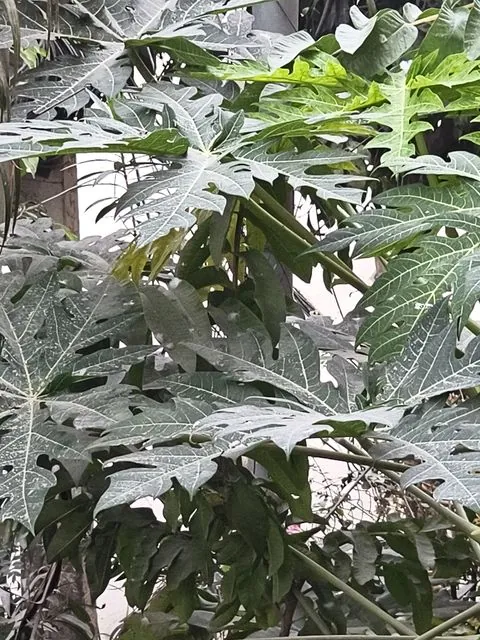 Foto de Carica papaya L.