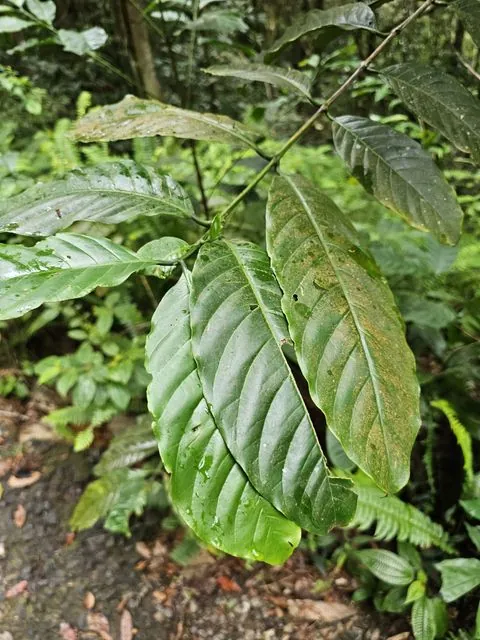 Foto de Coffea arabica L.