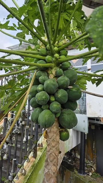 Foto de Carica papaya L.