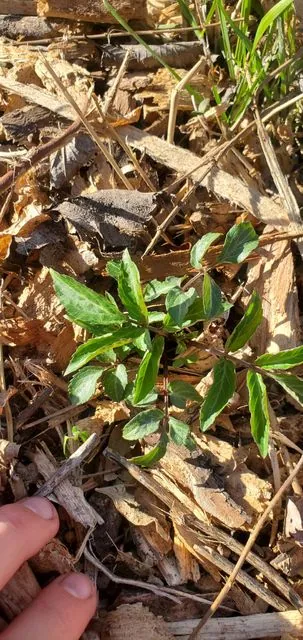 Foto de Sambucus canadensis L.