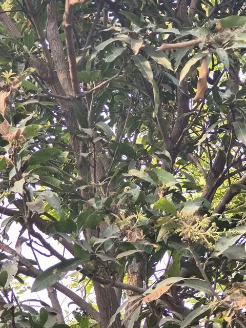 Foto de Mangifera indica L.