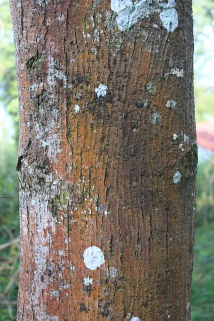 Foto de Erythrina subumbrans (Hassk.) Merr.
