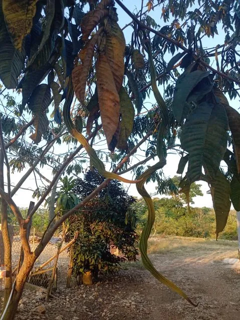 Foto de Inga edulis Mart.