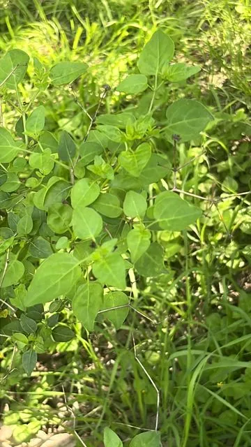 Foto de Capsicum annuum L.