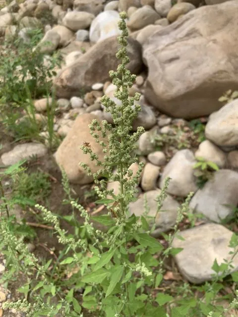 Foto de Chenopodium album L.