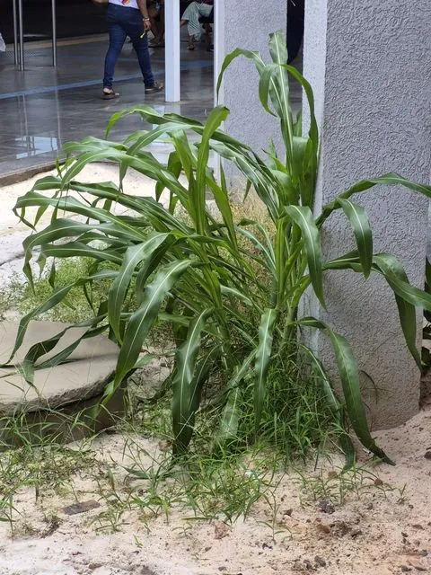 Foto de Zea mays L.
