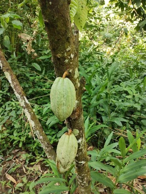 Foto de Theobroma cacao L.