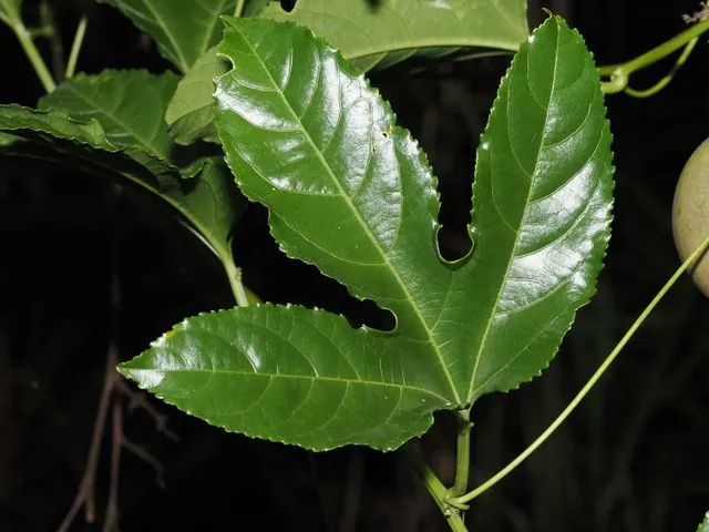 Foto de Passiflora edulis Sims