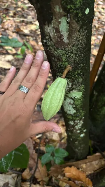 Foto de Theobroma cacao L.