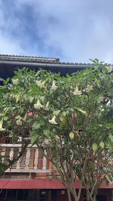 Foto de Brugmansia arborea (L.) Steud.