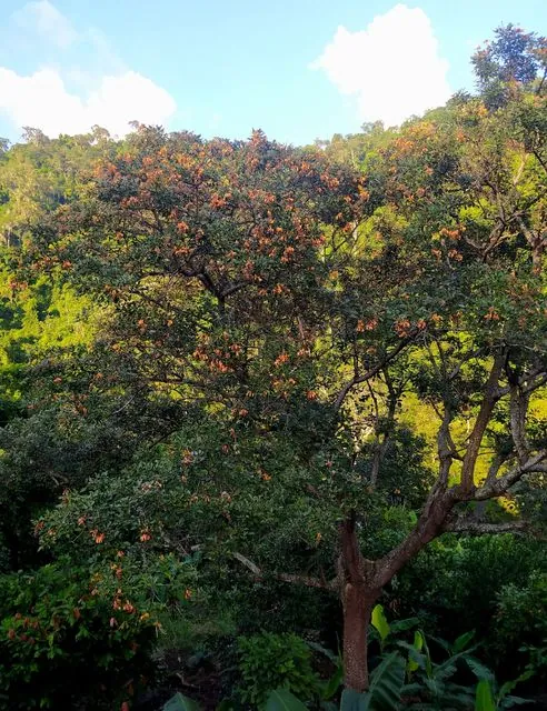 Foto de Erythrina fusca Lour.