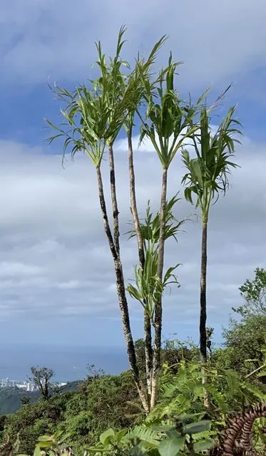 Foto de Cordyline fruticosa (L.) A.Chev.