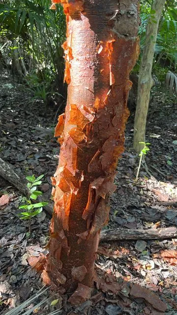 Foto de Bursera simaruba (L.) Sarg.
