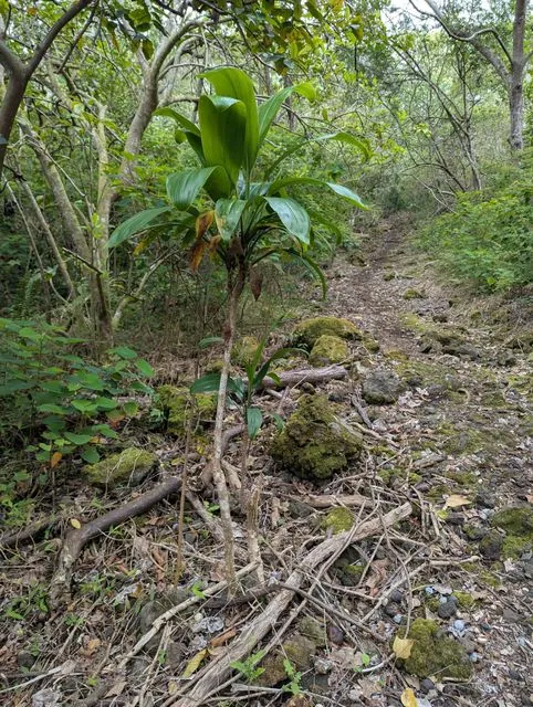 Foto de Cordyline fruticosa (L.) A.Chev.