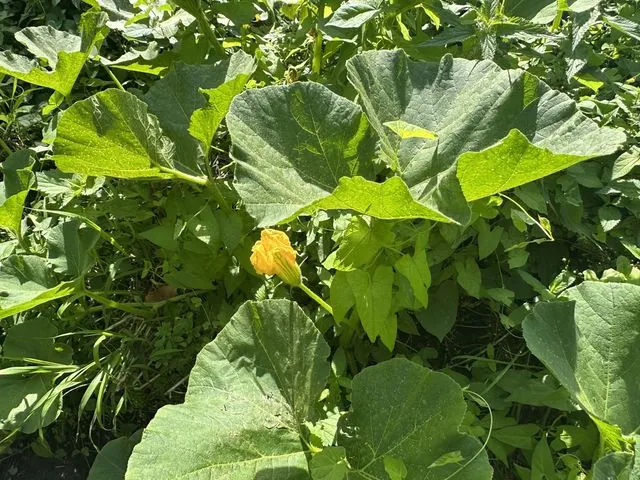Foto de Cucurbita maxima Duchesne