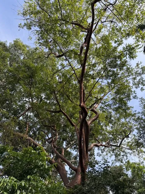 Foto de Bursera simaruba (L.) Sarg.