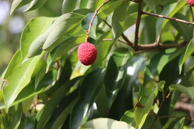 Foto de Litchi chinensis Sonn.