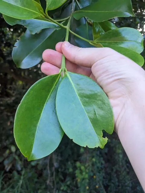 Foto de Carallia brachiata (Lour.) Merr.