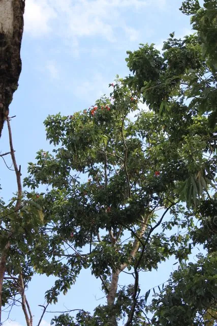 Foto de Erythrina subumbrans (Hassk.) Merr.