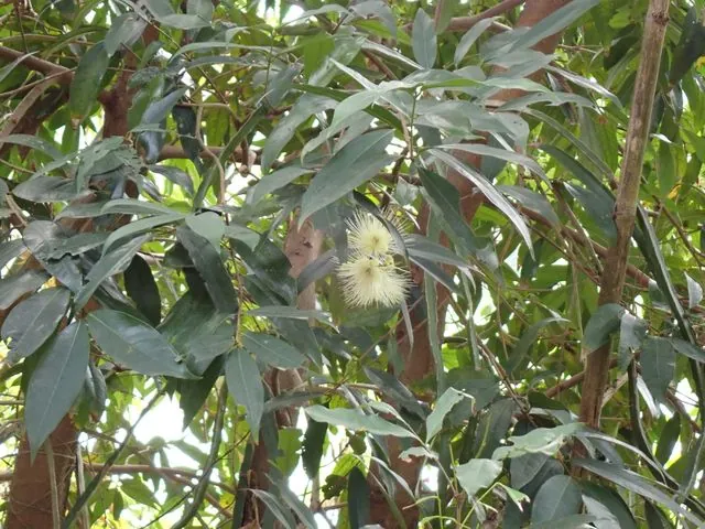 Foto de Syzygium jambos (L.) Alston