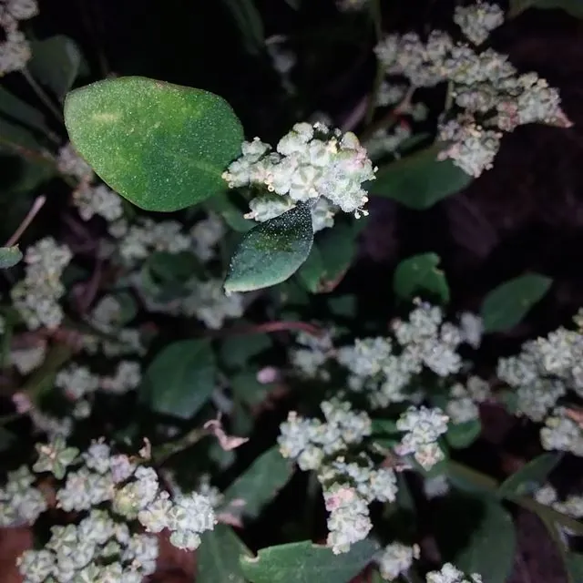 Foto de Chenopodium album L.