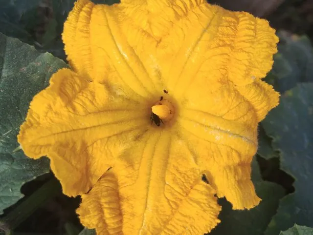 Foto de Cucurbita maxima Duchesne