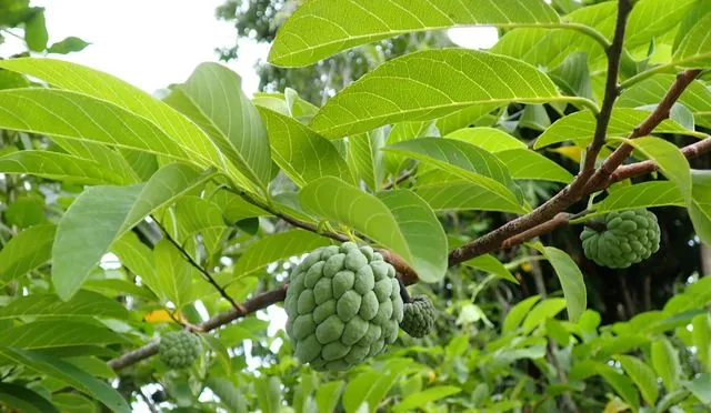 Foto de Annona squamosa L.