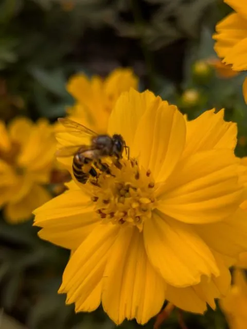 Foto de Apis cerana Fabricius, 1793