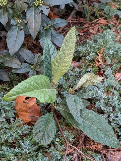 Foto de Rhaphiolepis bibas (Lour.) Galasso & Banfi