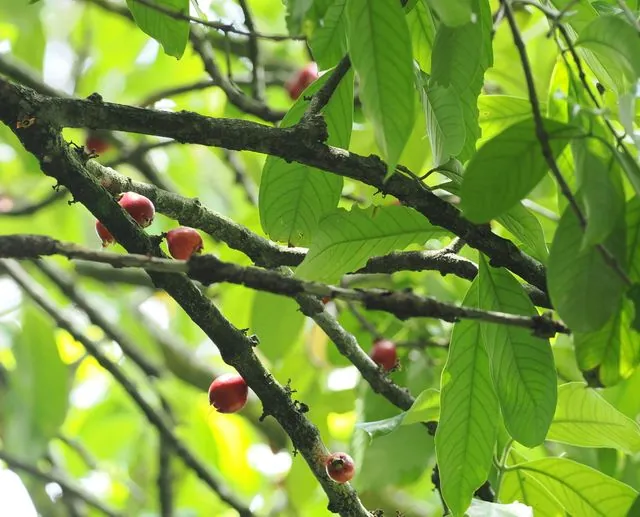 Foto de Syzygium malaccense (L.) Merr. & L.M.Perry