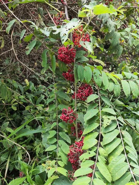 Foto de Adenaria floribunda Kunth