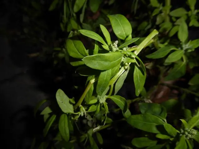 Foto de Chenopodium album L.