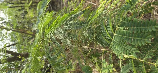 Foto de Leucaena leucocephala (Lam.) de Wit