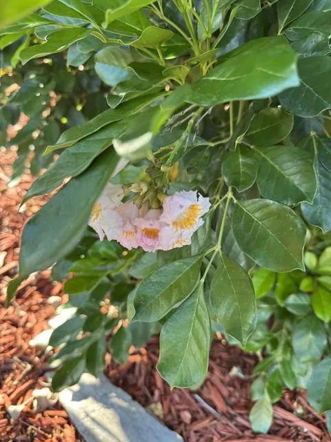 Foto de Tabebuia heterophylla (DC.) Britton