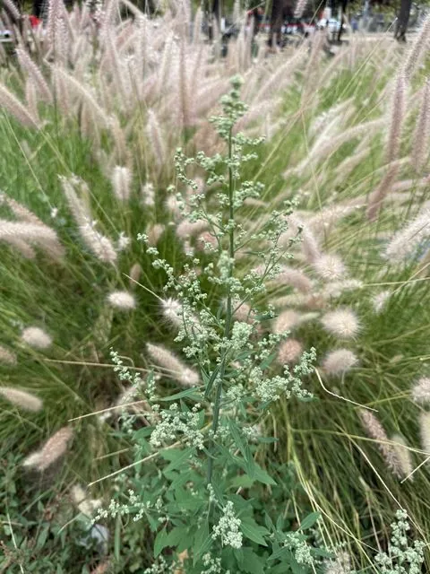 Foto de Chenopodium album L.